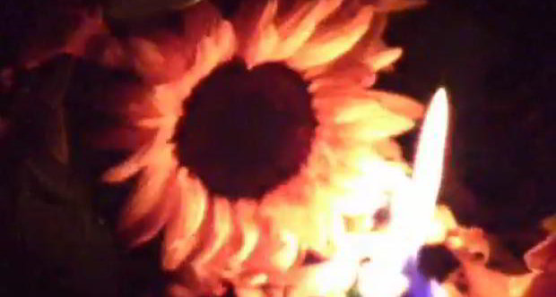 sunflowers_25397.nphd